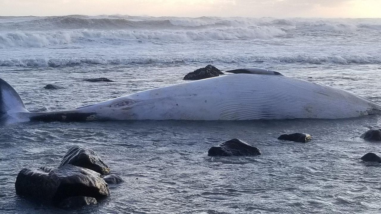 16th Large Whale Washes Ashore On LI As Scientists Try To Determine