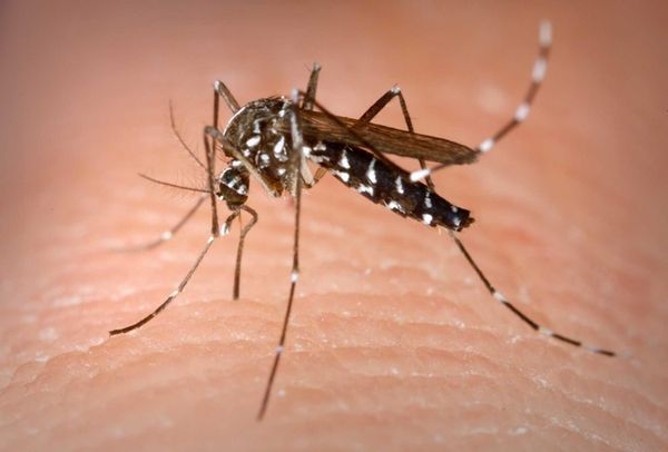 Dengue is caused by a virus carried by