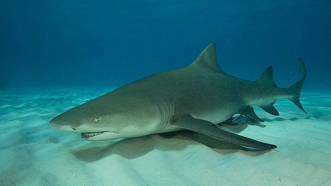Study: Lemon sharks return to birthplace, exhibiting 'natal homing