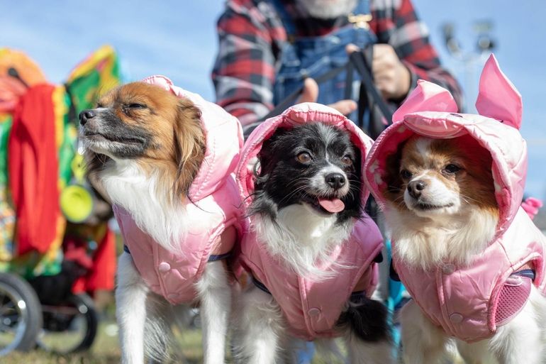 2019 New York Barkfest Dog Halloween Costume Contest – New York Daily News