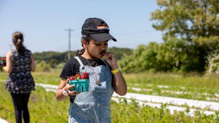 Dhruvika Khanna, of Bethpage, eats a strawberry that she picked at...