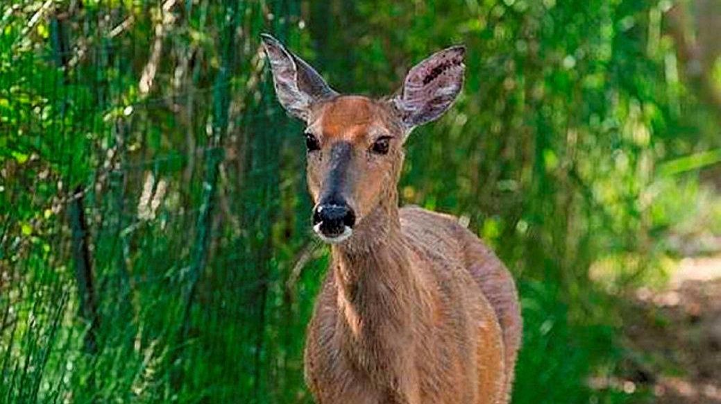 Deer bow hunting legal throughout Huntington, officials say - Newsday