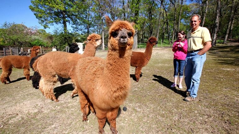 Mark Palumbo keeps has an alpaca farm in Dix Hills....