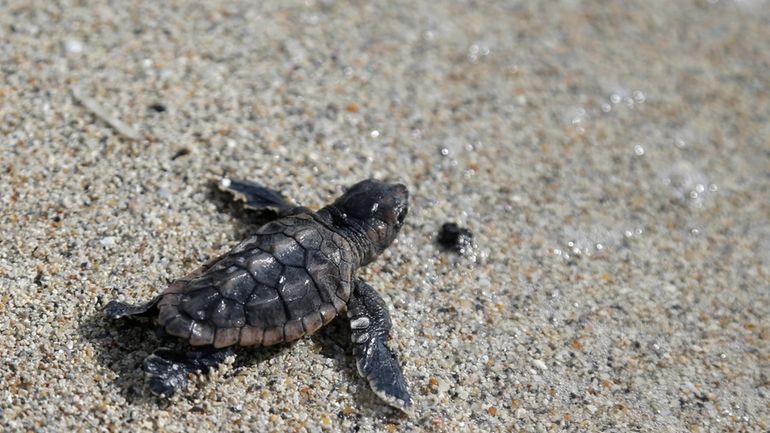 A loggerhead sea turtle hatchling makes its way into the...
