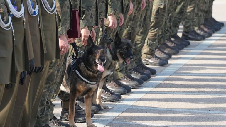 Polish army dogs and their handlers are seen during a...