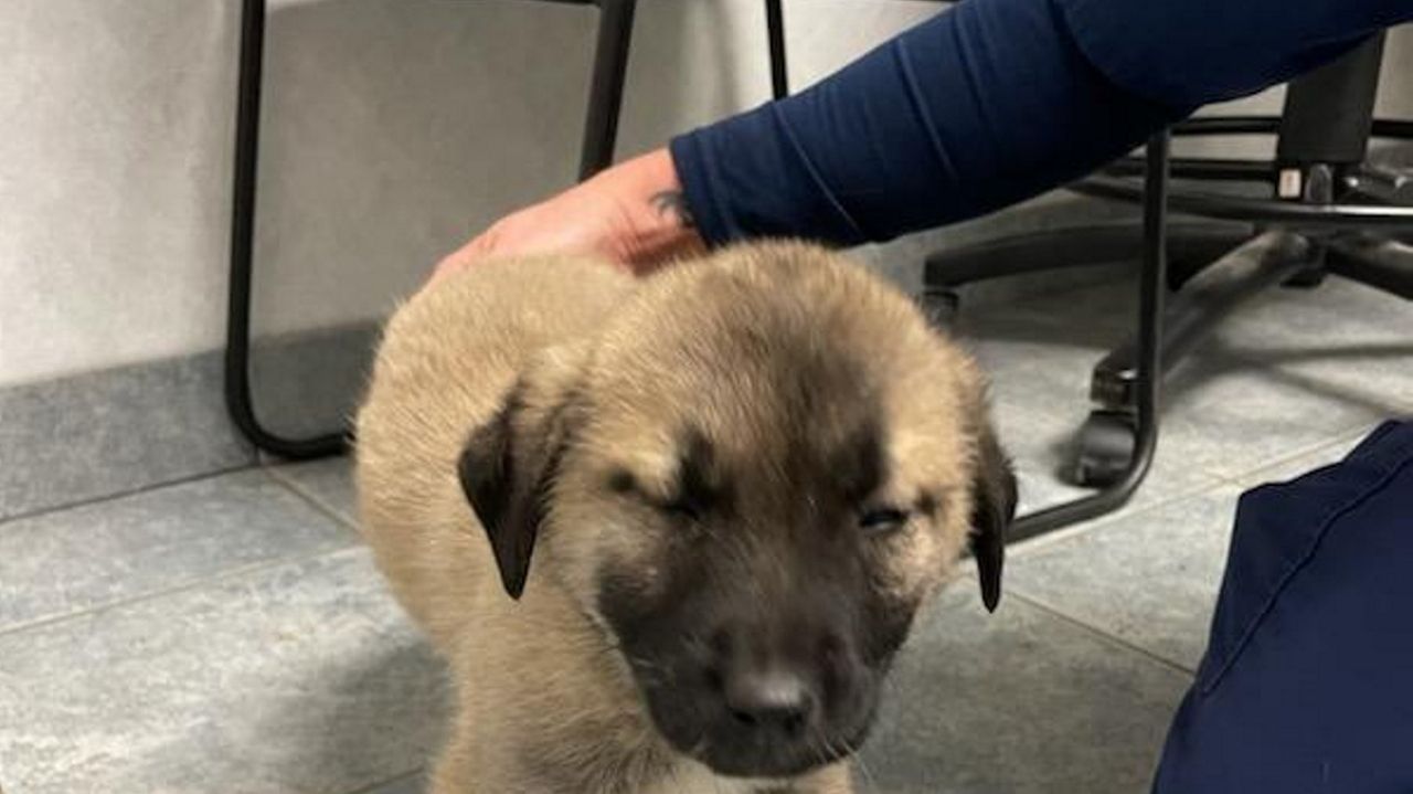 DA Ronkonkoma man Munim Raghid facing new animal cruelty charge after