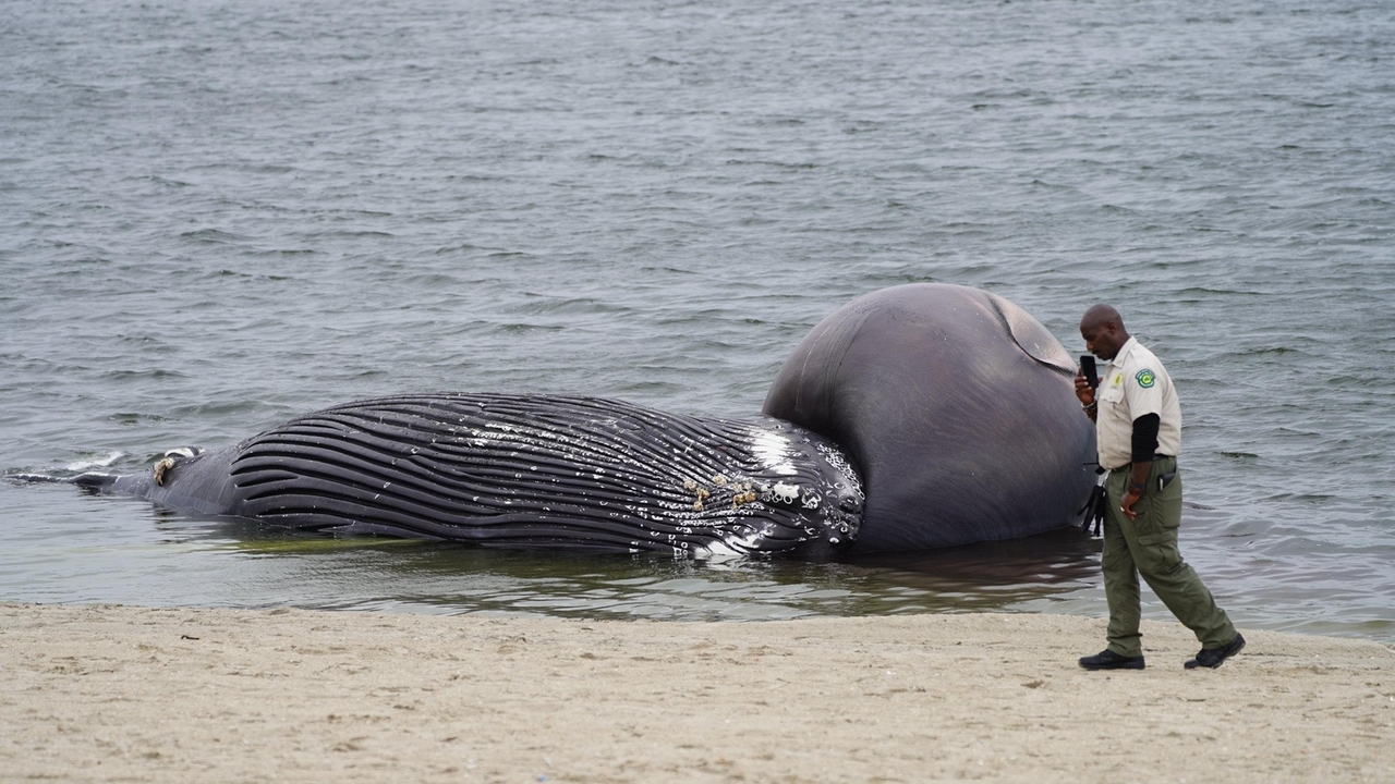 Dead humpback whale washes up on Atlantic Beach - Vimarsana News