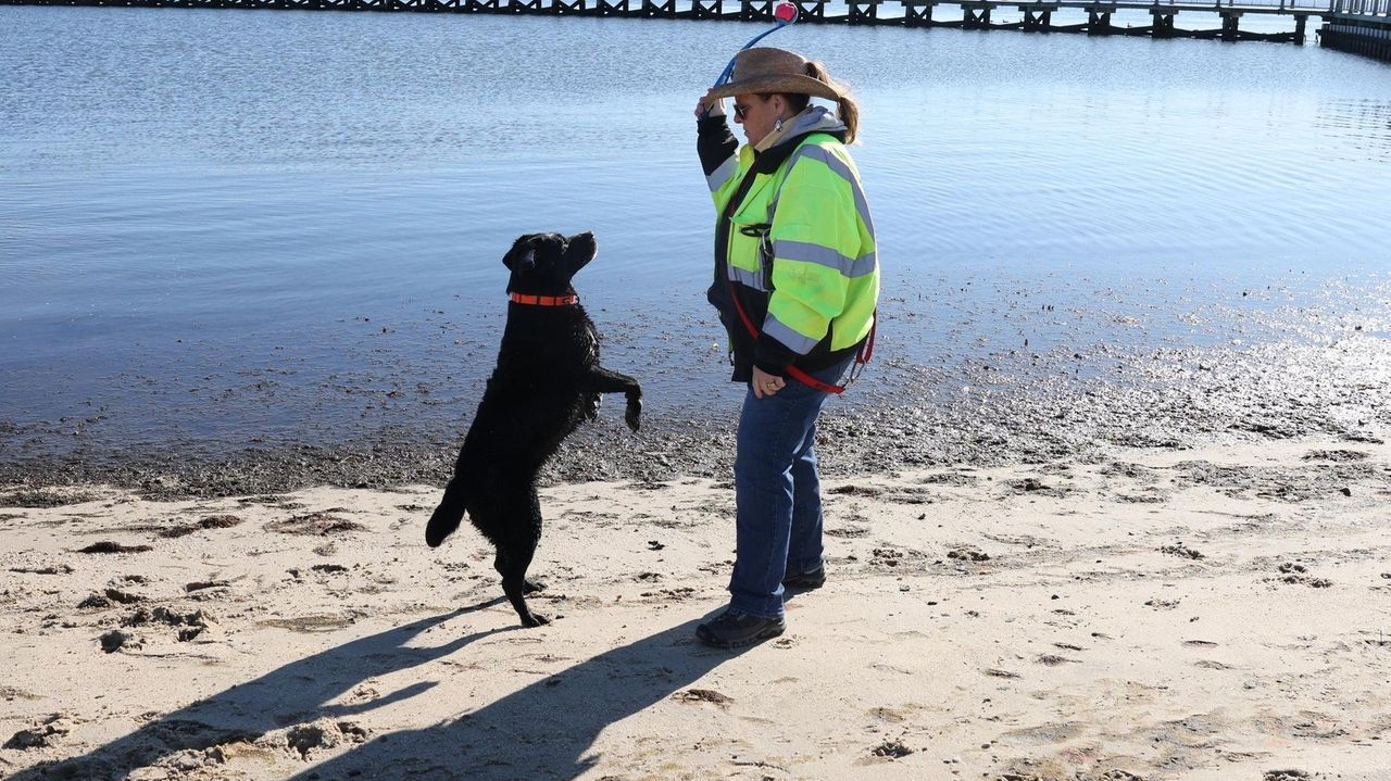 Babylon goes to the dogs for goose control - Newsday