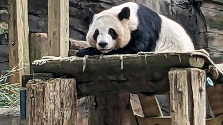 One of four giant pandas at Zoo Atlanta rests in...