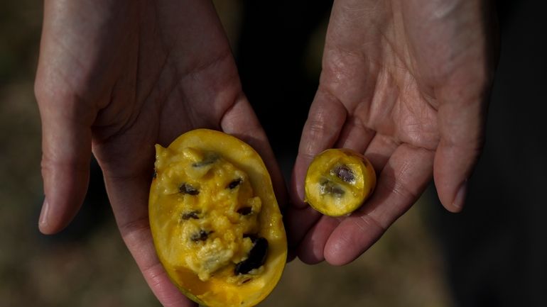 Valerie Libbey holds a normal-sized pawpaw, left, next to a...