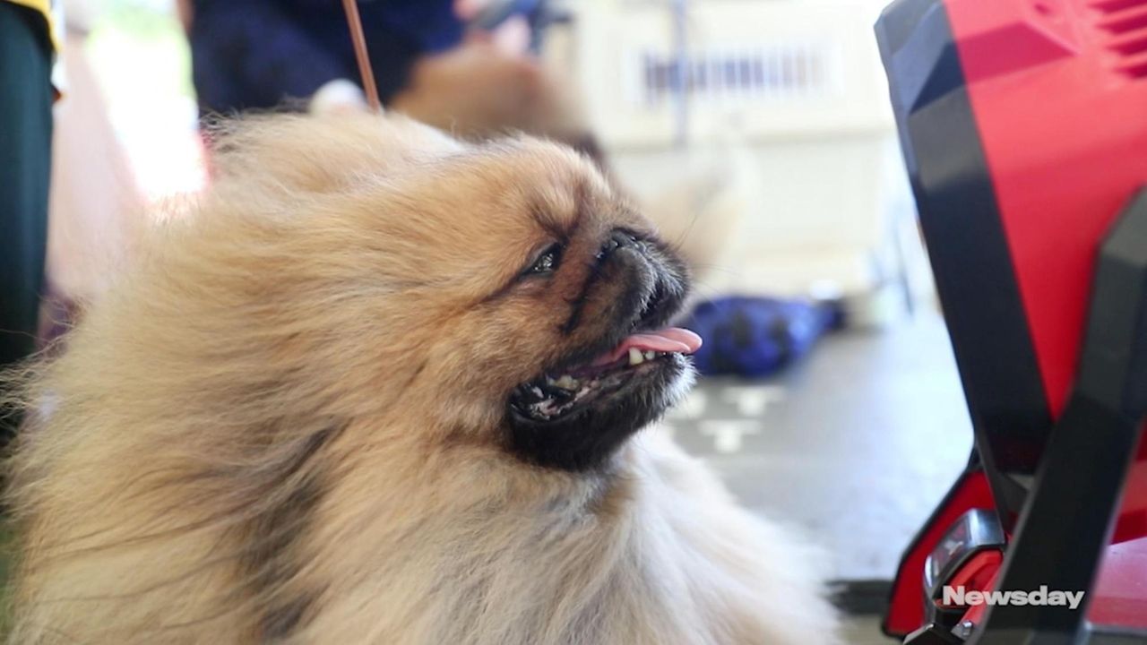 Canines, owners keep their cool at Brookhaven Kennel Club Dog Show