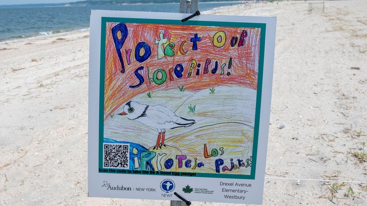 Mission to protect shorebirds gets help from young Long Islanders - Vimarsana News