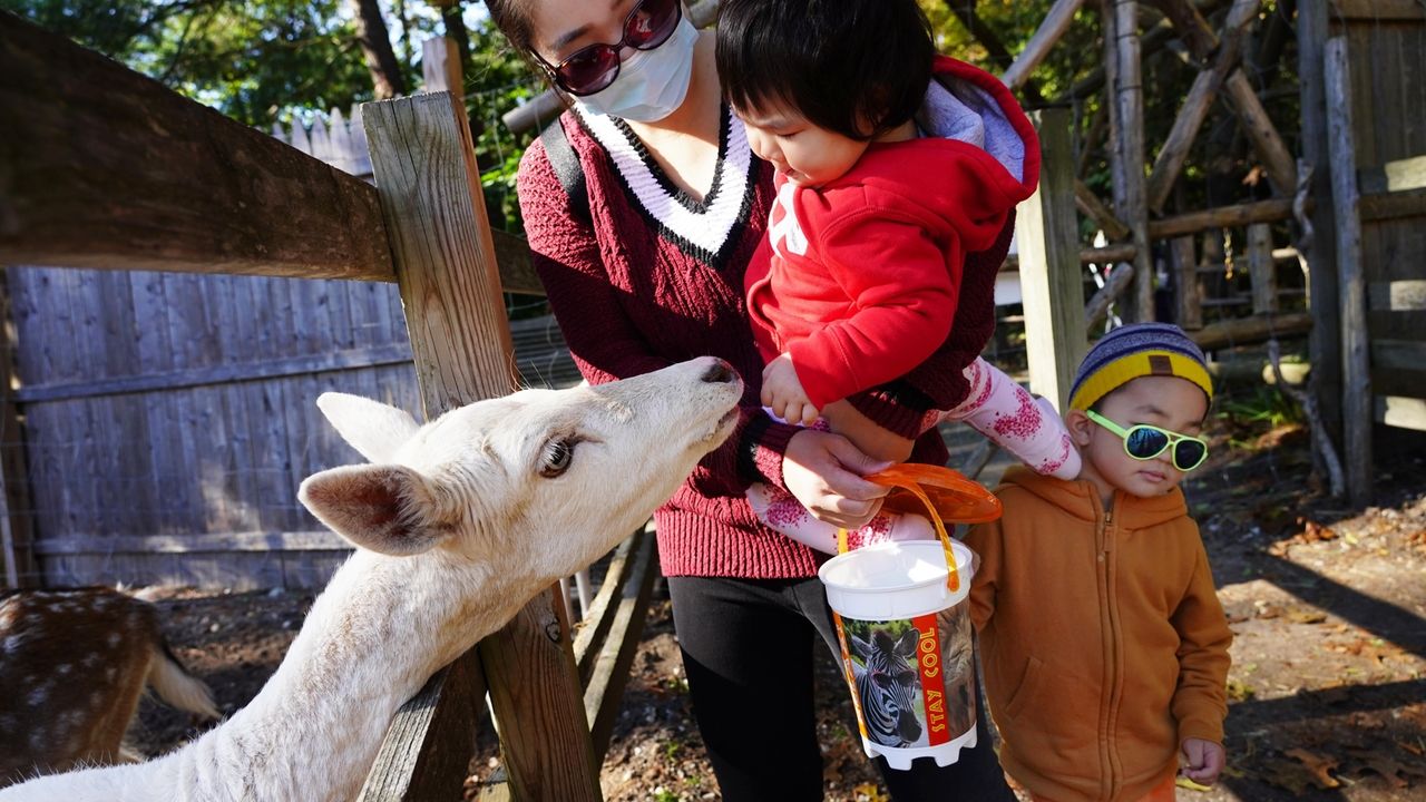 Get the Long Island Game Farm animals ready for winter at Camp Zoo