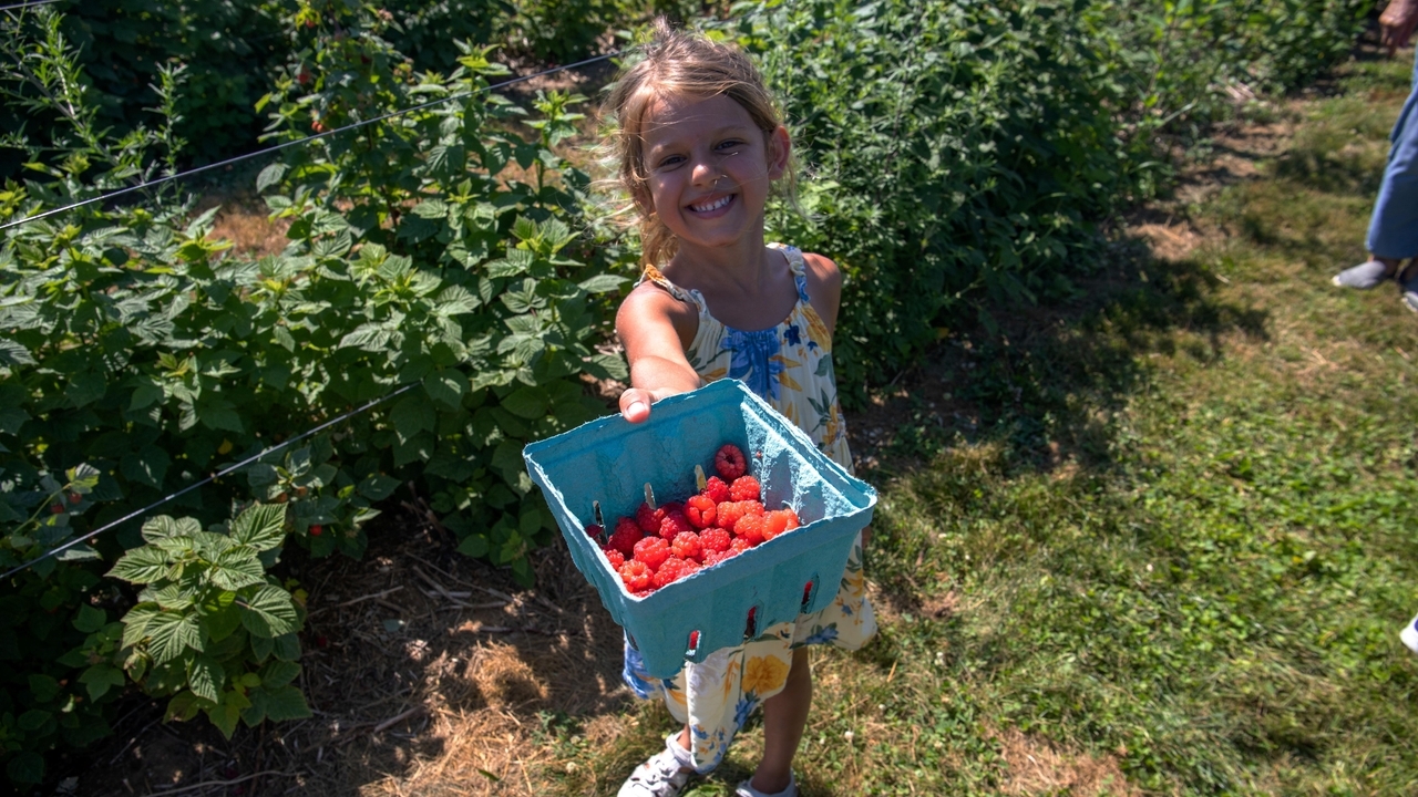 Long Island farms for you pick your own blueberries, peaches, tomatoes and more - Vimarsana News