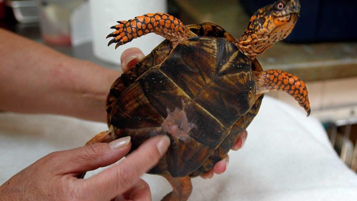 Rewards Increased In Swan, Turtle Abuse - Newsday