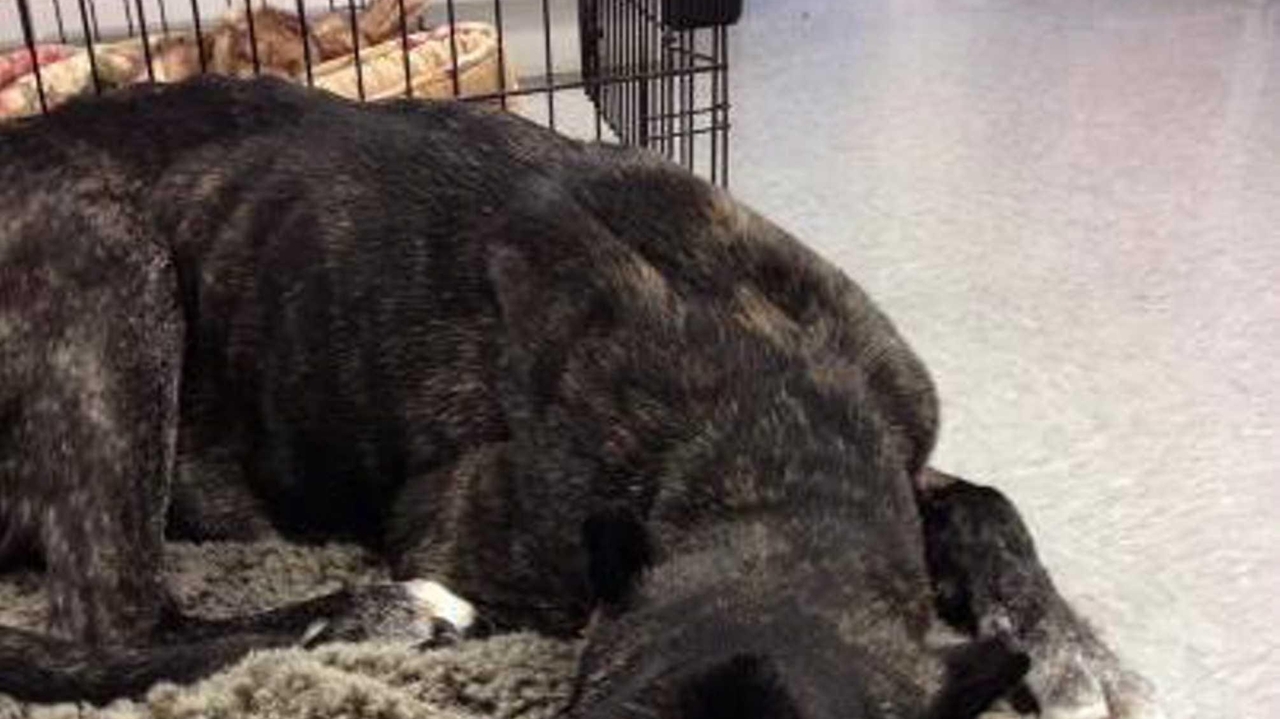 Coram dog owner charged with animal cruelty - Newsday