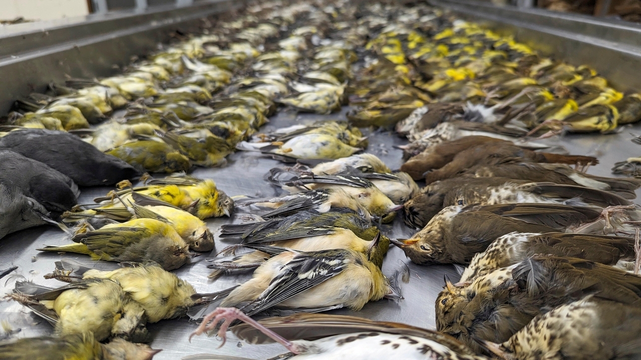 Nearly 1,000 migrating songbirds perish after crashing into windows at Chicago exhibition hall - Vimarsana News