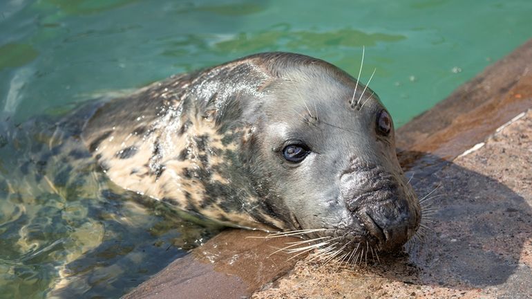 In this undated image made available by Cornish Seal Sanctuary...