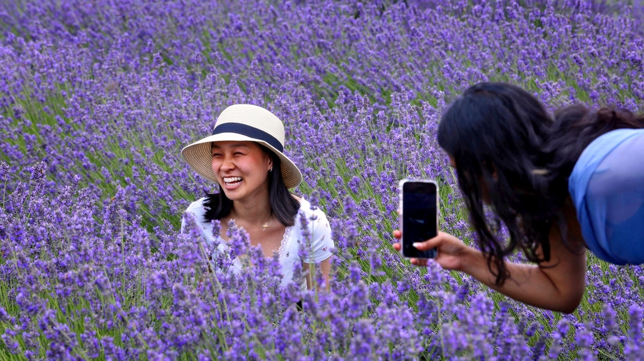 Lavender blooms on Long Island: Festivals, u-pick and more