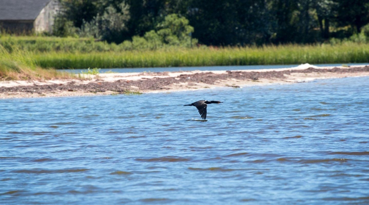Harmful rust tide spreads in Peconic Estuary, marine expert says - Newsday