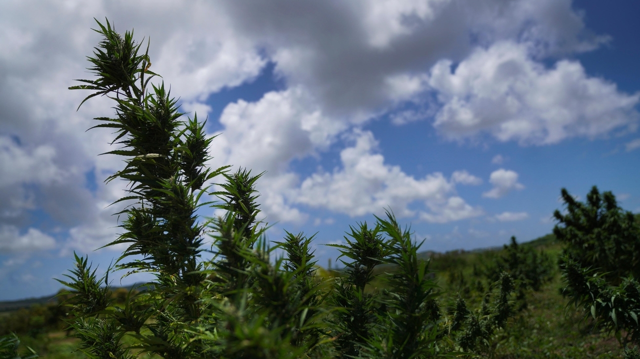 Bahamas introduces bills to legalize marijuana for medical and religious purposes - Vimarsana News