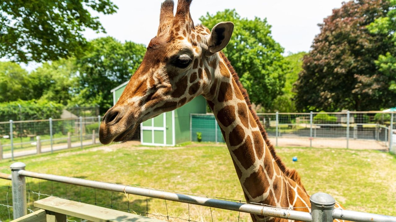 Long Island Game Farm giraffe Bobo died of cold and malnourishment