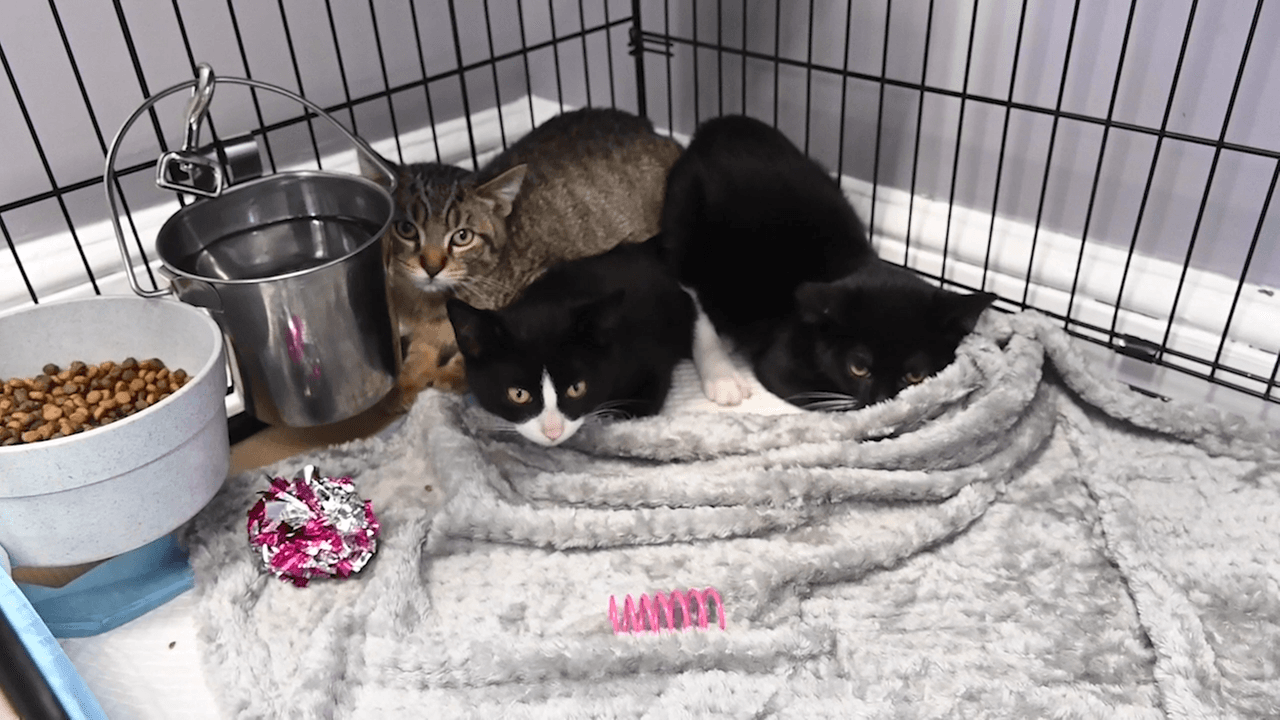 Center dedicated to care of 'community cats' opens in Port Washington ...