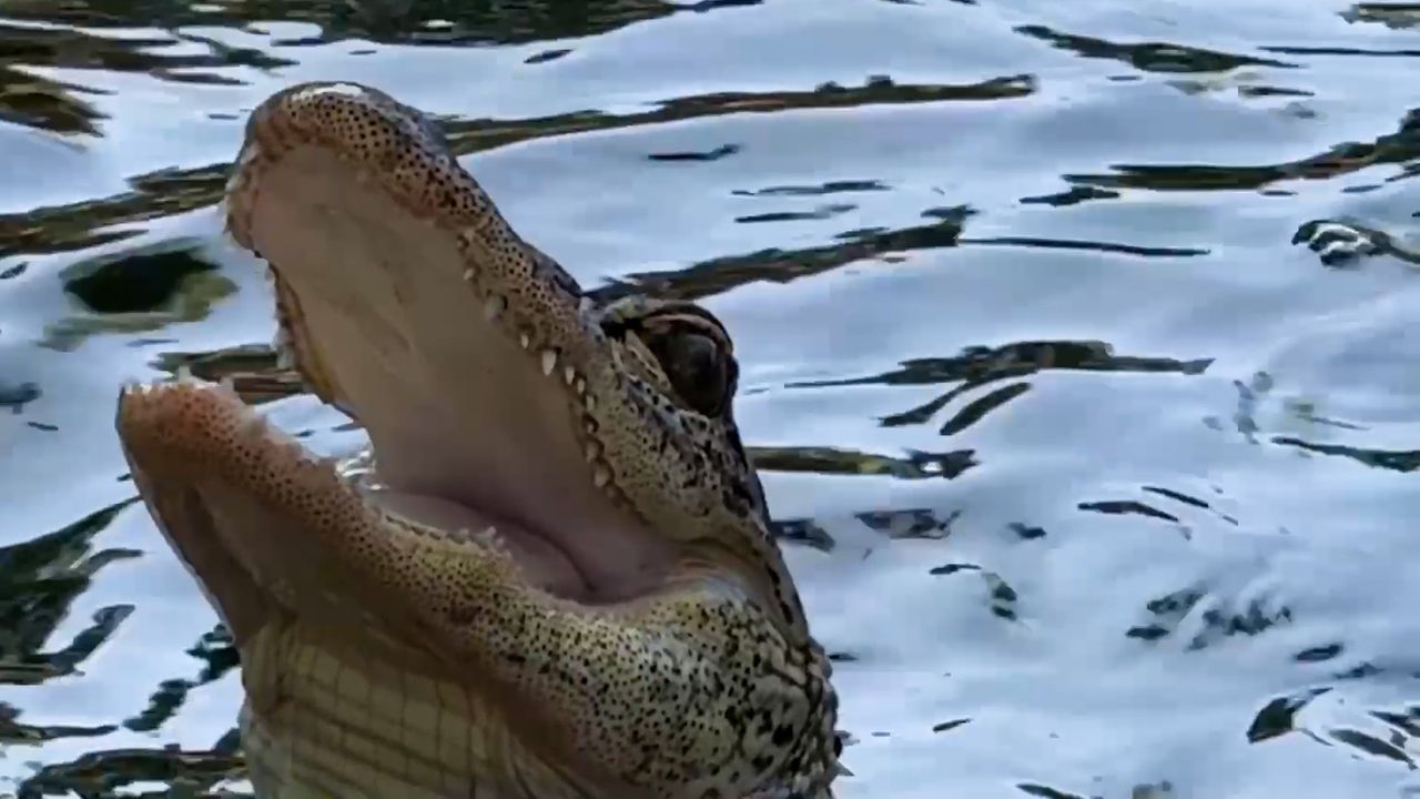 Check out the alligator enclosure at the LI Game Farm Wildlife Park