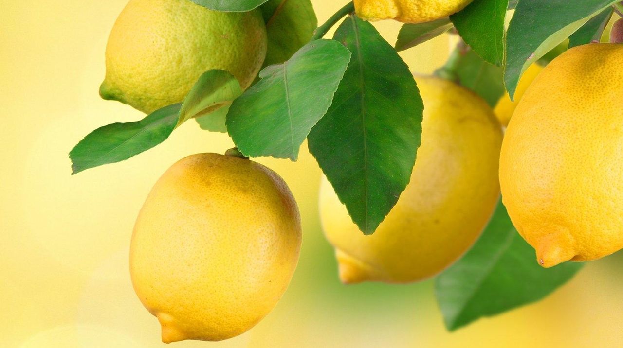 will-lemon-trees-grown-from-seed-produce-fruit-and-should-hydrangeas