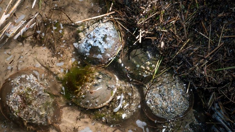 Horseshoe crabs during high tide in Shinnecock Bay in Southampton...