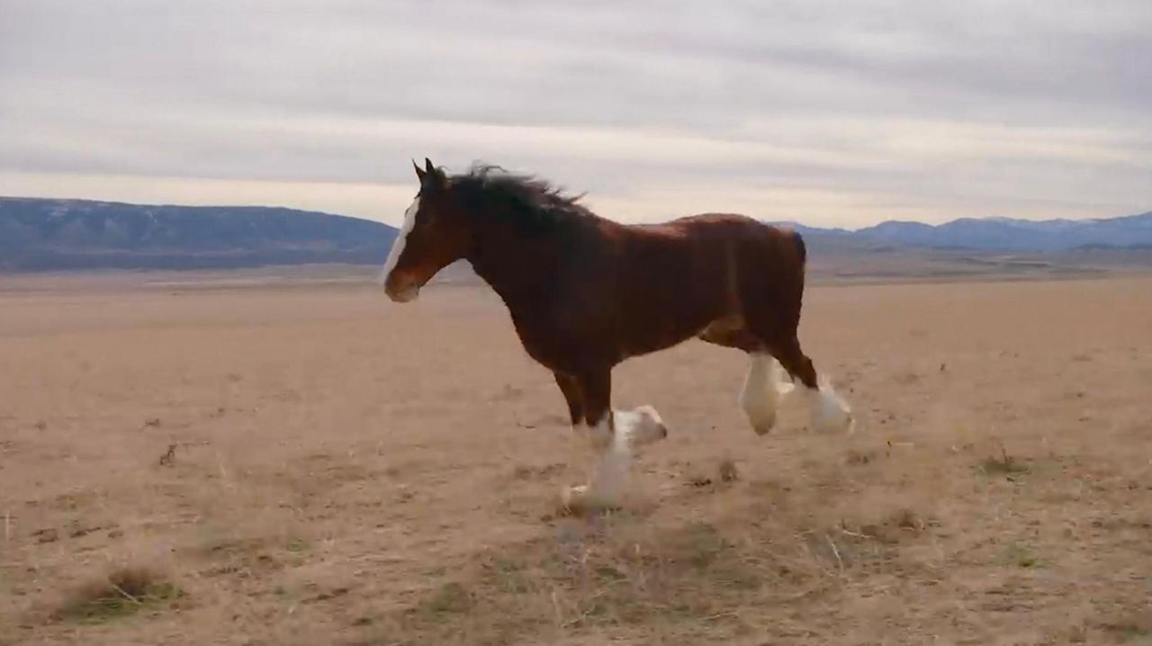 Budweiser's Clydesales return in Super Bowl Commercial Newsday