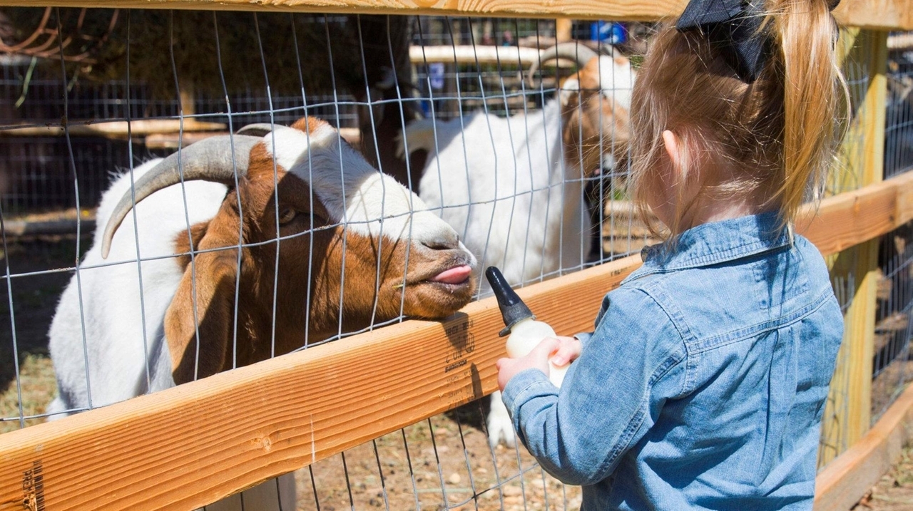 Long Island Game Farm Wildlife Park and Children's Zoo to roll back prices  for a day - Newsday