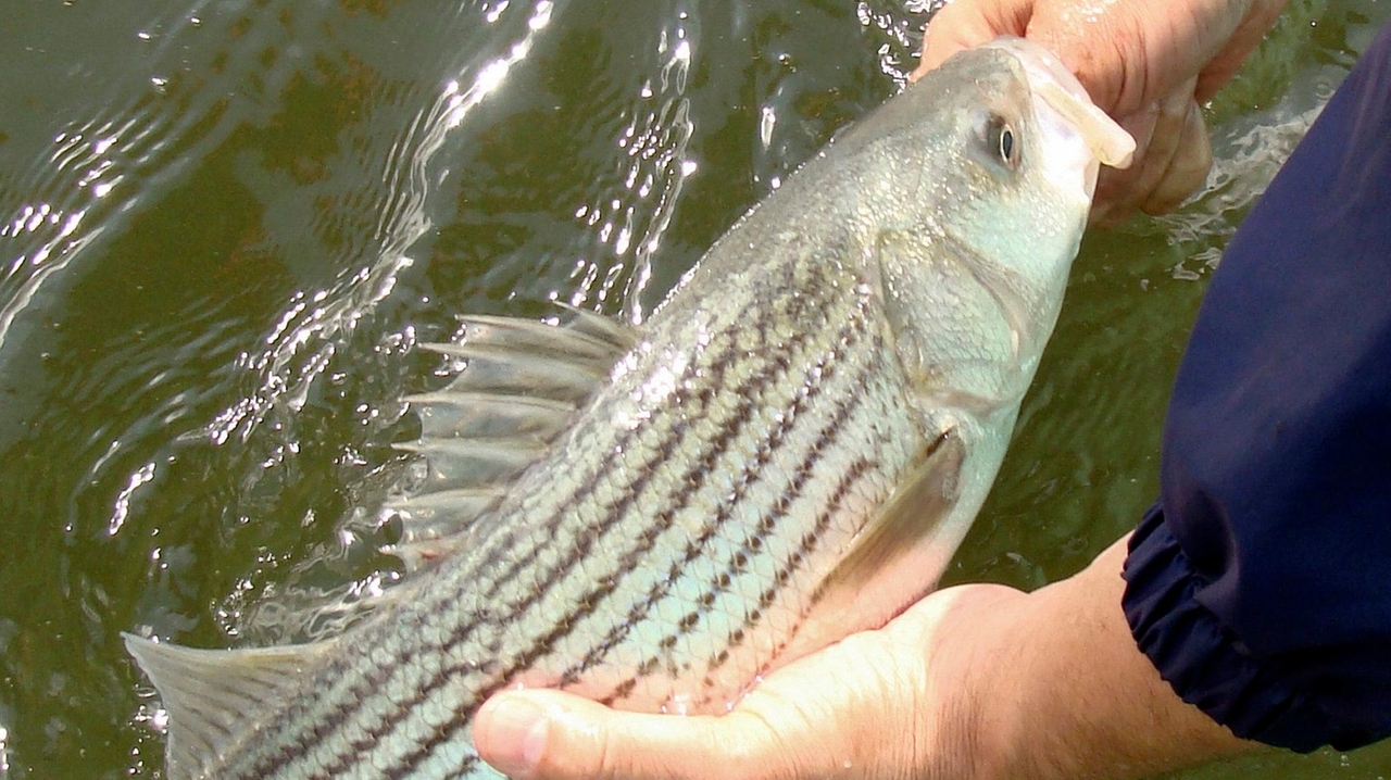 New measures to protect striped bass being eyed for the fall Newsday