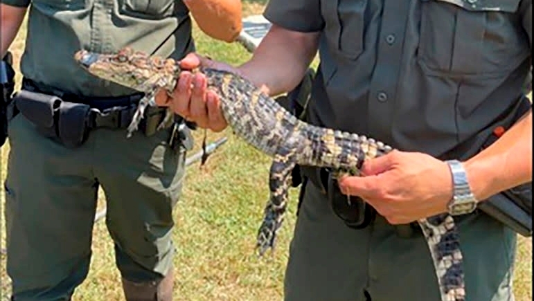 Alligator rescued from Cow Meadow Preserve in Freeport - Newsday