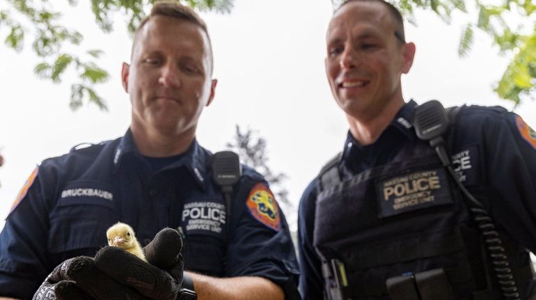 Nassau County ESU police officers rescue a baby peacock at the Milleridge...