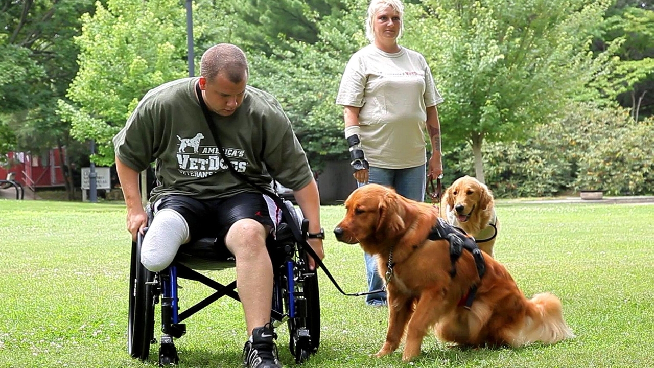 Smithtown charity trains service dogs for military vets - Newsday