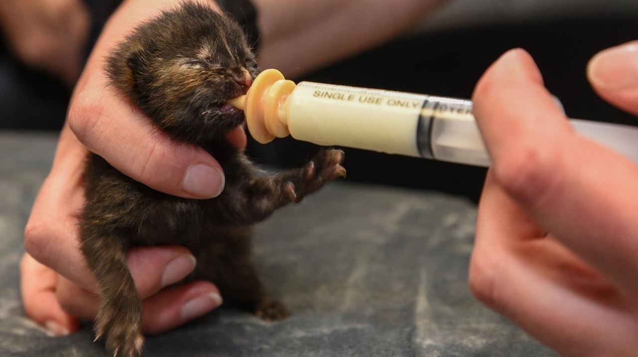 Kitten season arriving earlier and lasting longer, Long Island rescue groups say - Vimarsana News