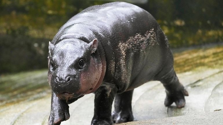 Two-month-old baby hippo Moo Deng walks at the Khao Kheow...