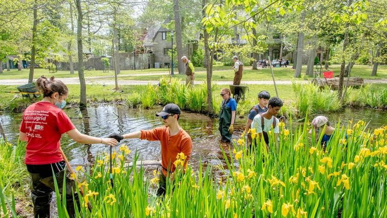 Volunteers and students with Keep Islip Clean pull an invasive plant...