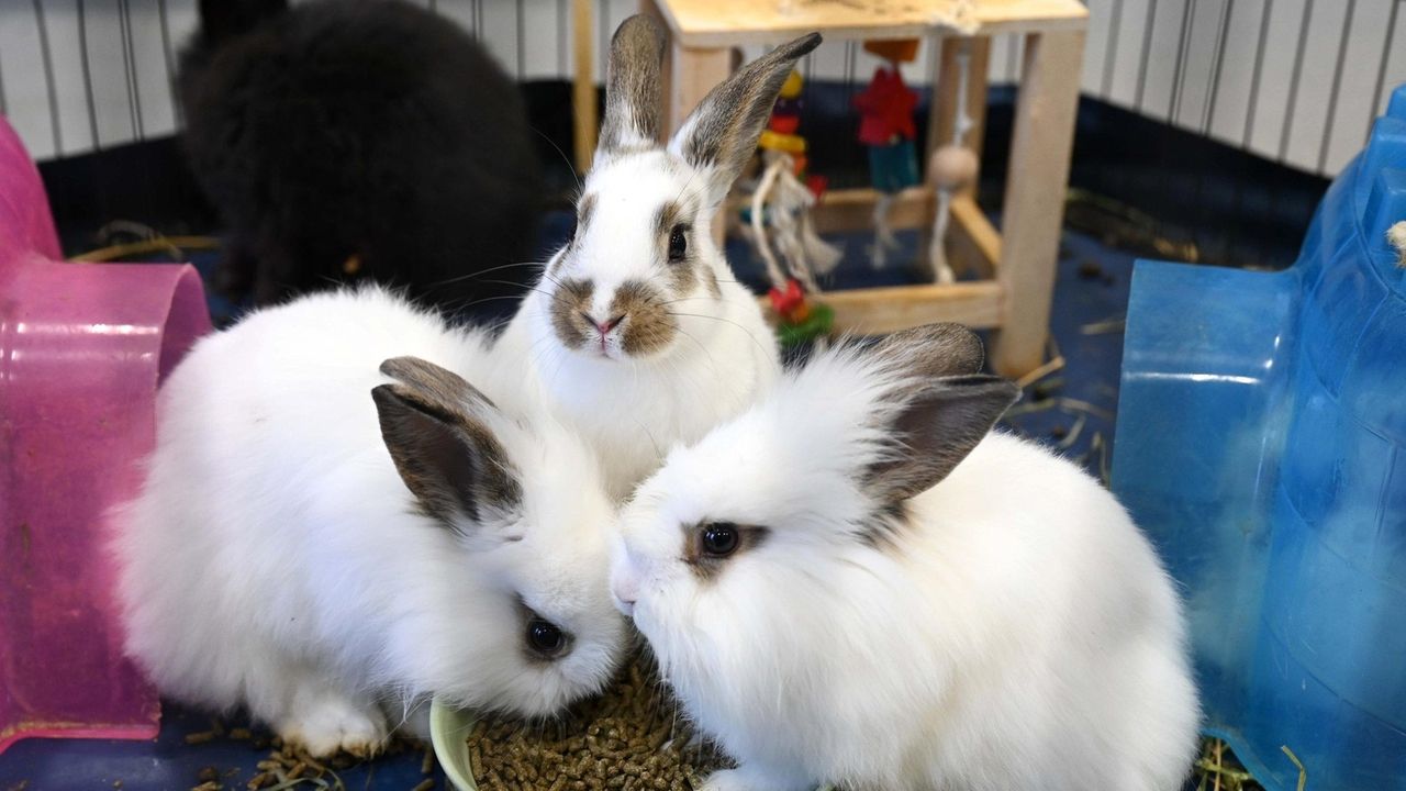 Rabbit stores on sale near me