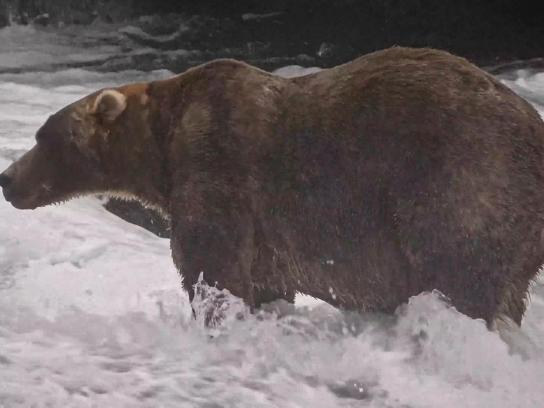 Gentle giant Backpack declared winner of Alaska's Fat Bear Week - Newsday