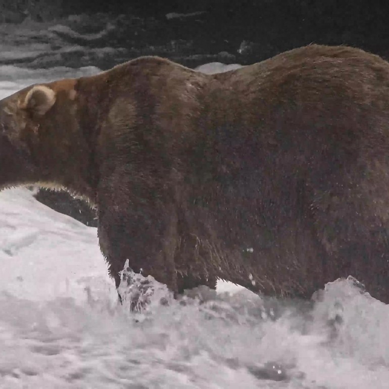 Gentle giant Backpack declared winner of Alaska's Fat Bear Week - Newsday