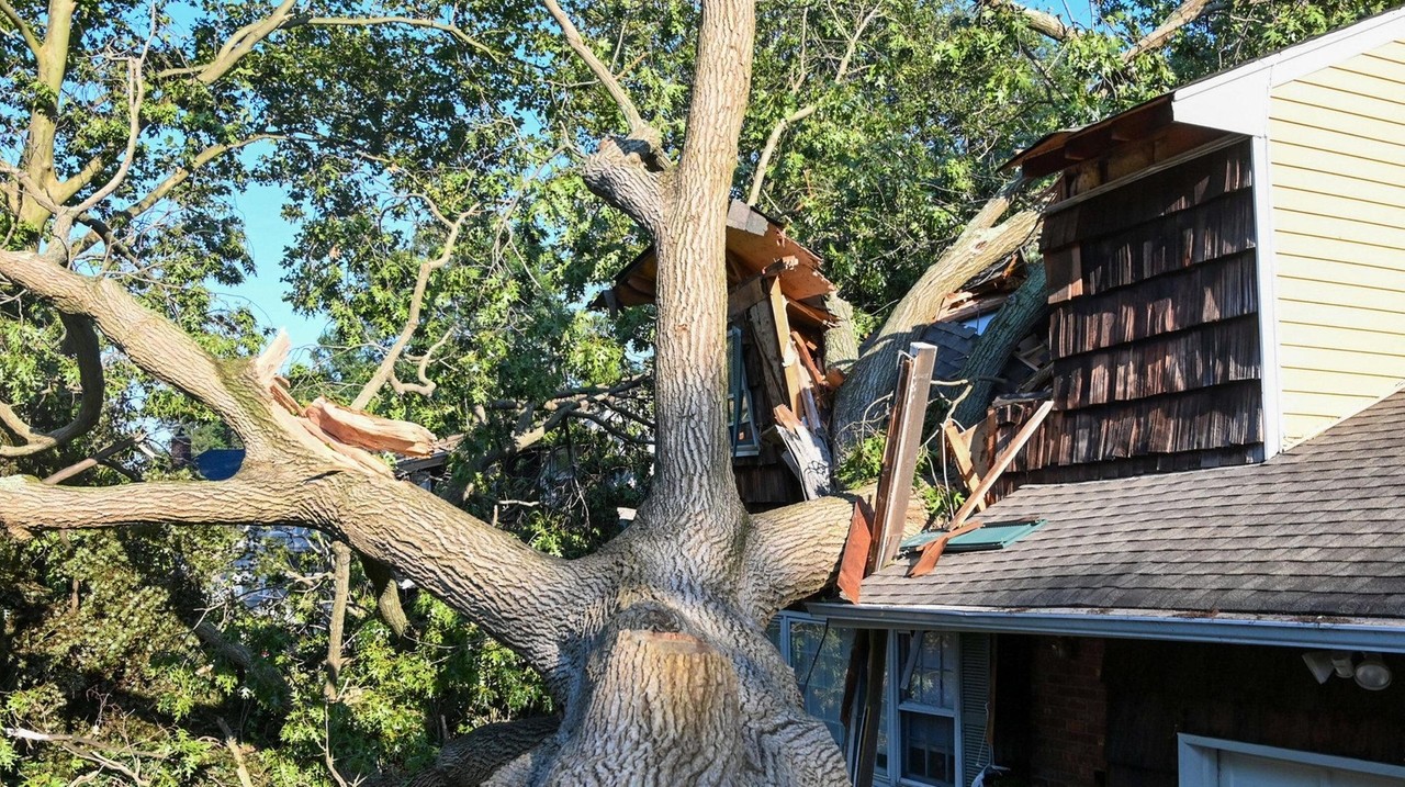 What homeowners should know if a neighbor's tree falls on their ...
