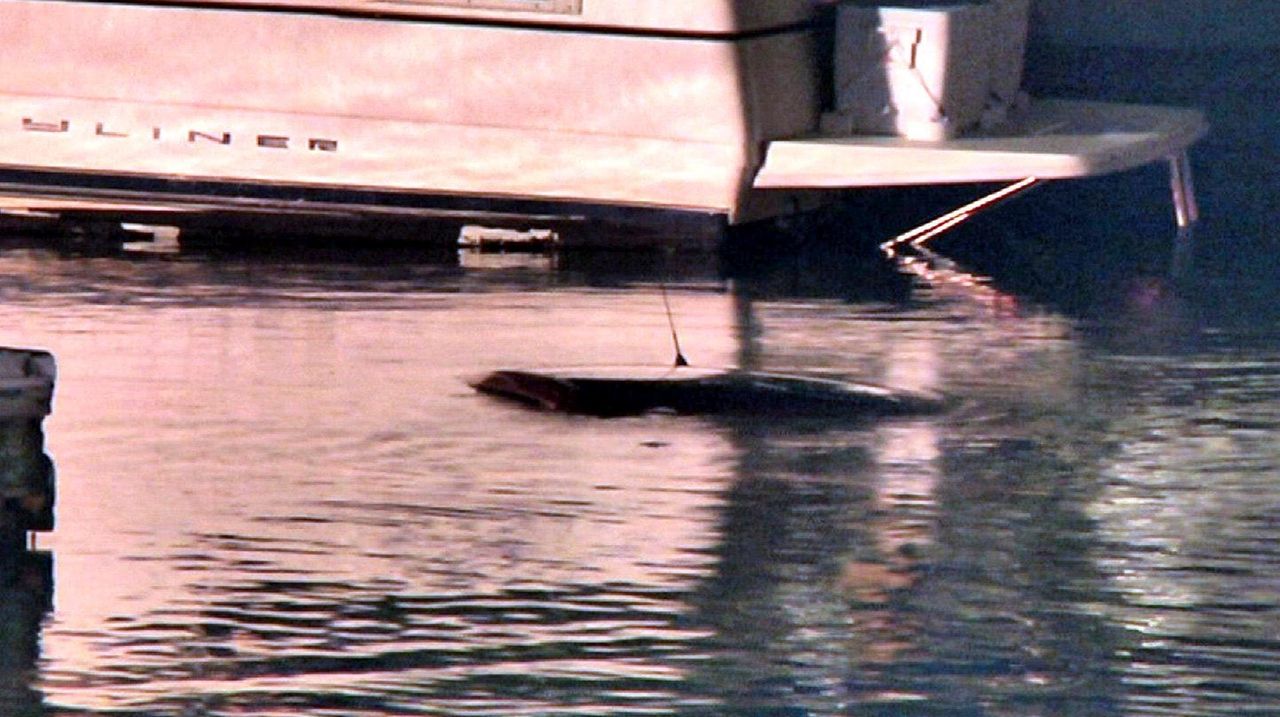 Car winds up in water near Port Jefferson ferry dock, police say Newsday