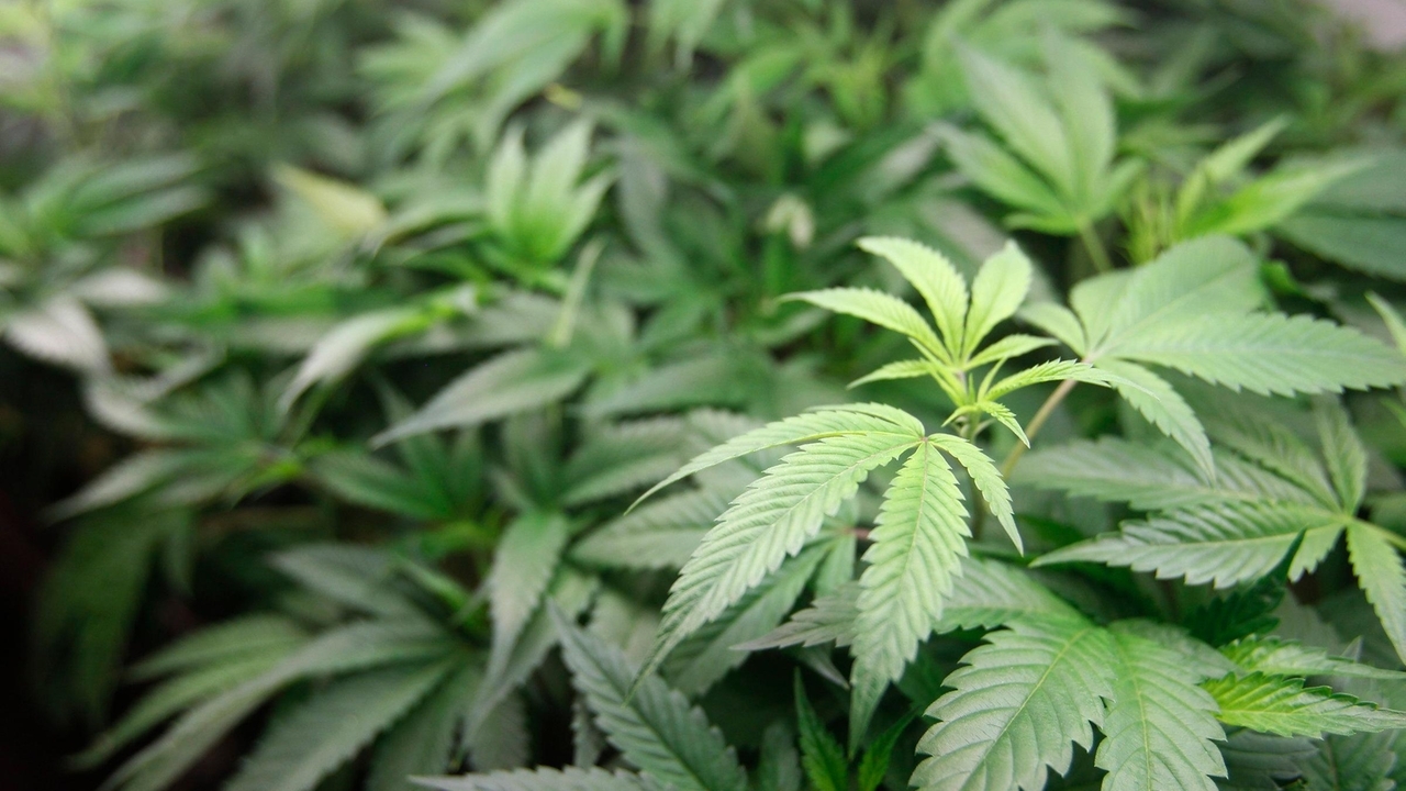 Big increases in marijuana, hallucinogen, alcohol use among adults, study finds - Vimarsana News
