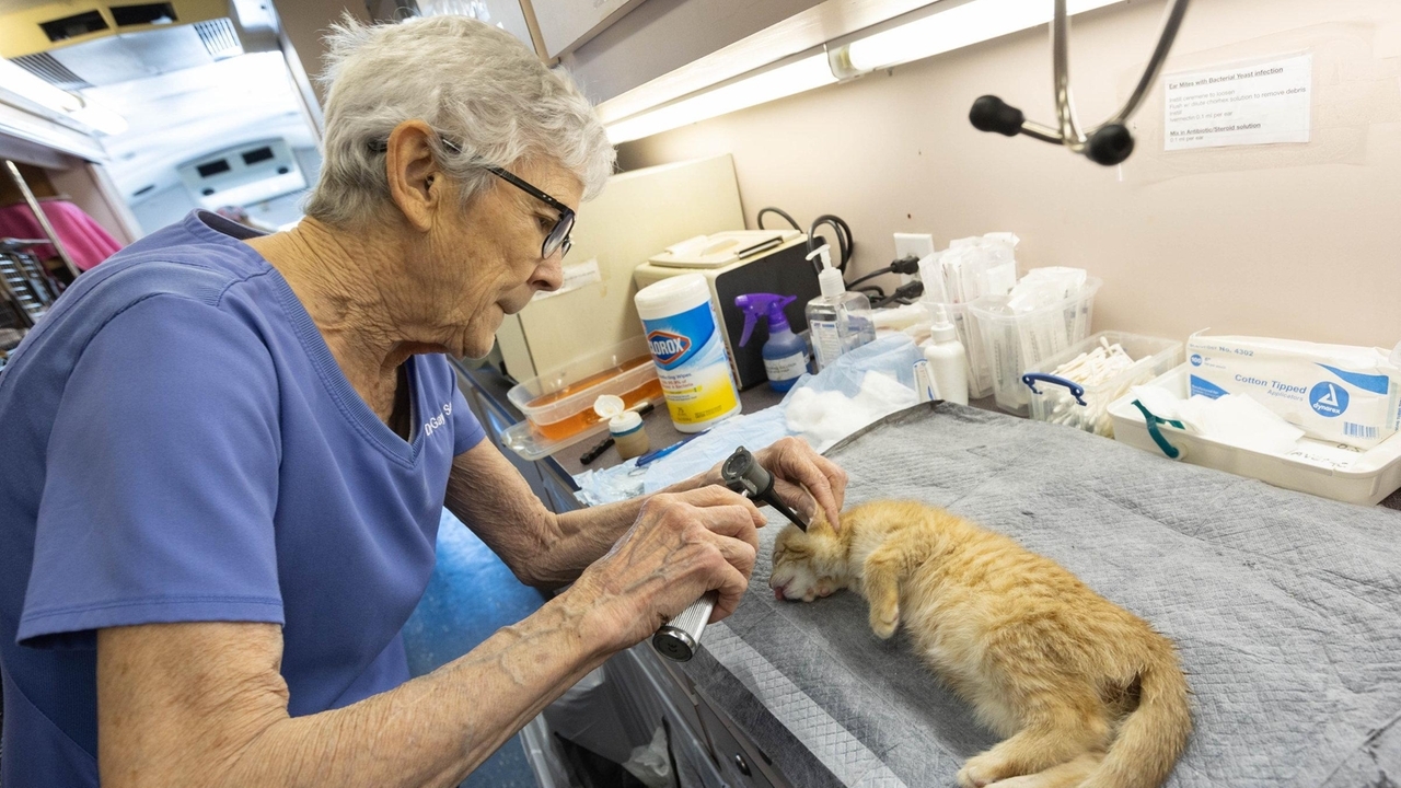 Army of volunteers care for feral cats on Long Island - Vimarsana News