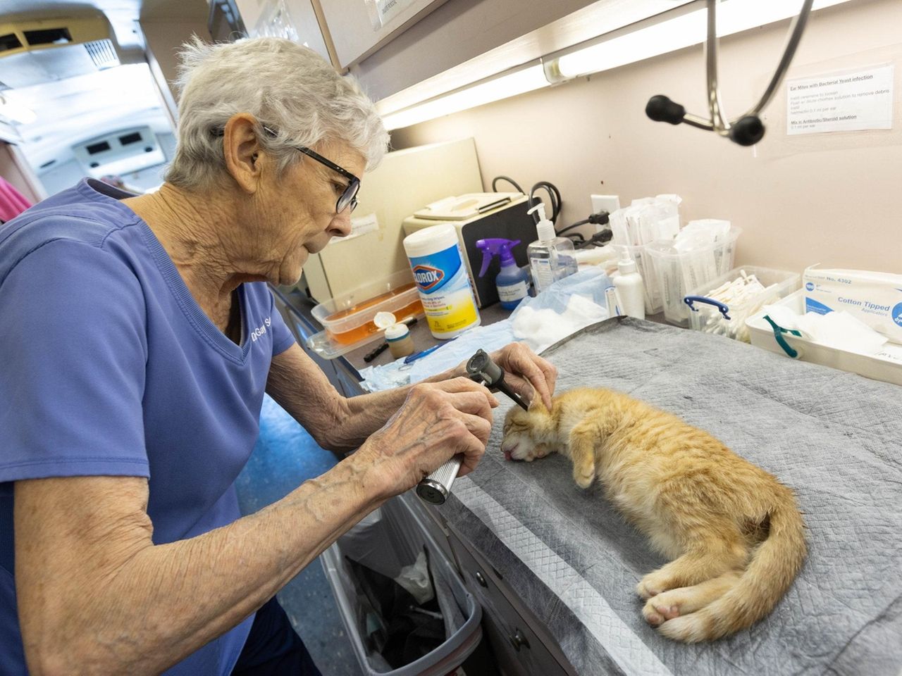 Stray cat recovering from paw surgery will soon be ready for adoption