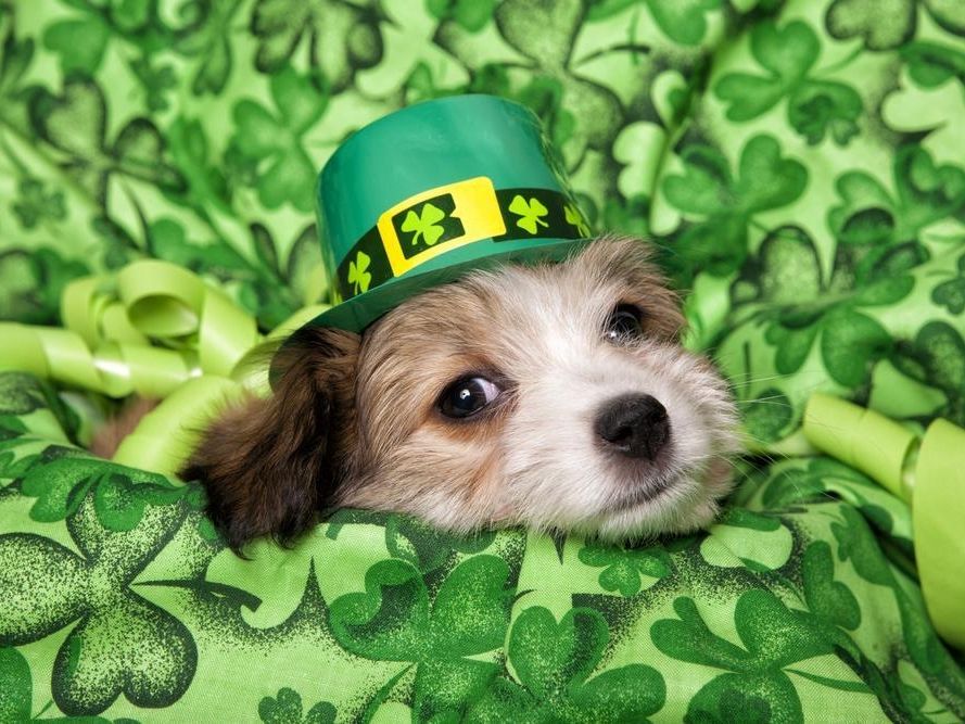 petplan-reveals-pet-names-that-should-bring-the-most-luck-this-st