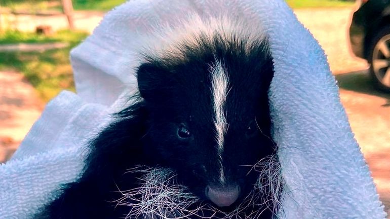 A juvenile skunk was rescued after being stranded on a...