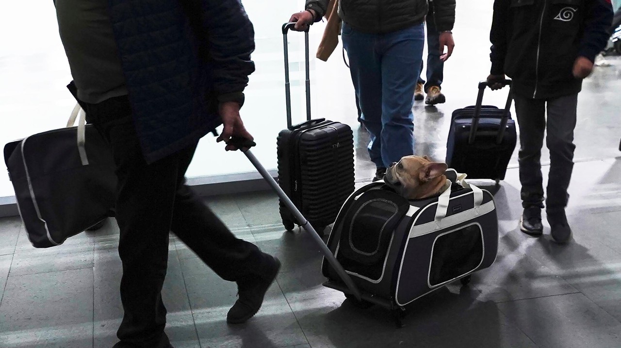 Here's what to know if you are traveling abroad with your dog - Newsday